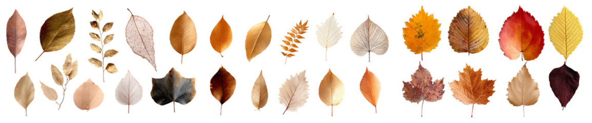 Naklejka premium a variety of autumn leaves arranged. isolated, transparent background 