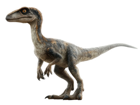 Fototapeta a raptor dinosaur standing against  isolated, transparent background 