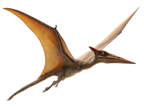 pterodactyl flying in the air isolated, transparent background	