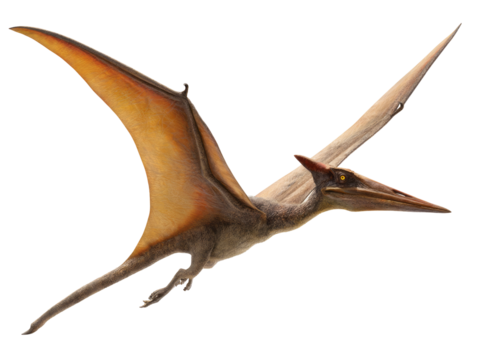 pterodactyl flying in the air isolated, transparent background	