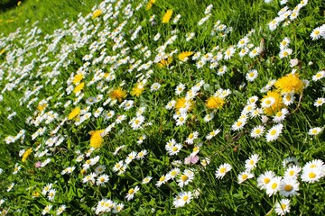 Field of daisies in spring bloom