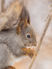 The squirrel with nut sits on tree in the winter or late autumn