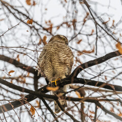 A Eurasian sparrowhawk perched on a branch of a tree outdoors.
