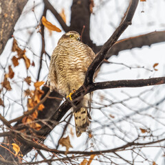 A Eurasian sparrowhawk perched on a branch of a tree outdoors.