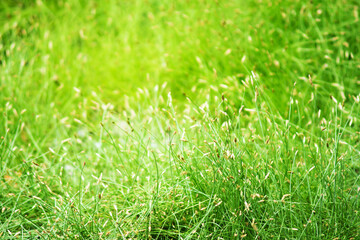 Green grasses with delicate grass flowers in natural sunlight, creating a fresh and serene nature background. Perfect for eco-friendly concepts, outdoor themes, and landscape designs.