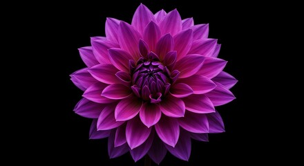 Purple Dahlia Flower on Black Background