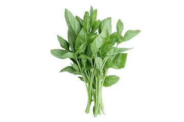 Obraz premium Fresh Basil Herb Bunch Isolated on White or Transparent Background for Cooking
