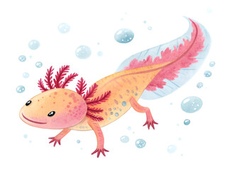 Obraz premium Swimming Axolotl with Bubbles Illustration on Transparent Background