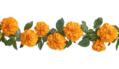 Indian flower garland of mango leaves and marigold flowers. Ugadi diwali ganesha festival poojas weddings functions holiday ornate decoration. Isolated on white background natural mango leaf garland 