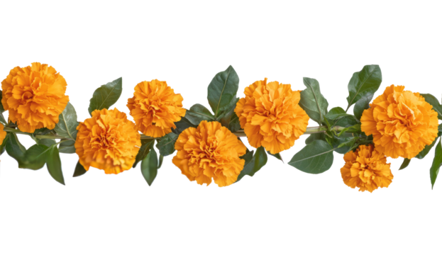 Indian flower garland of mango leaves and marigold flowers. Ugadi diwali ganesha festival poojas weddings functions holiday ornate decoration. Isolated on white background natural mango leaf garland 