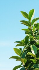 Obraz premium Lush green leaves against a vibrant blue sky