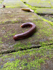 Close-Up of Millipede on Mossy Stone Path in Natural Habitat