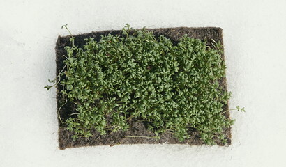 Green Plant Fresh Natural Top View Contrast White Background. GrowthContrast