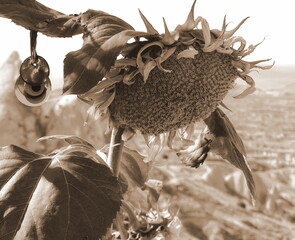 Sunflower Withered Organic Closeup Hanging Leaf Sepia Nature Landscape Shot. Impermanence