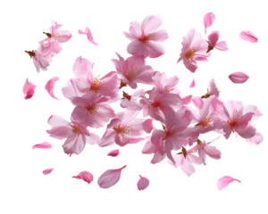 Floating Pink Cherry Blossoms and Petals on Transparent Background, PNG