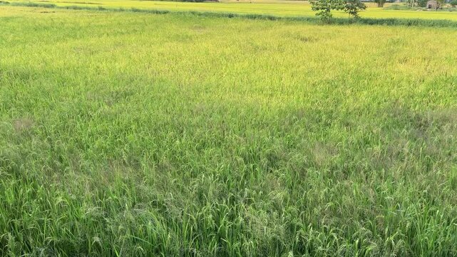 rice fields vietnam Vivid green rice terraces contouring the hilly valleys creating a surreal landscape,nVietnam during early morning sun light.