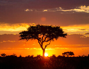 stunning sunset silhouette of lone acacia tree against vibrant sky filled with orange and yellow hues, creating serene and tranquil atmosphere in African landscape