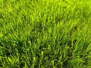 Texture green fields,  seamless texture green fields