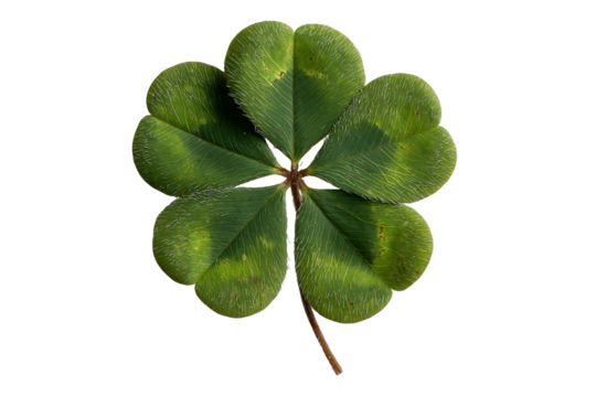 Four Leaf Clover on Transparent Background, PNG