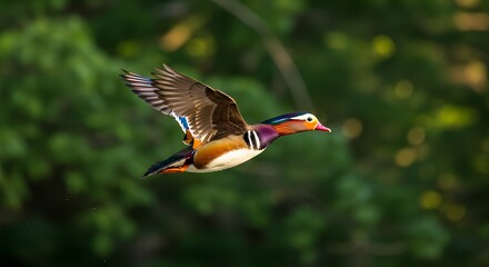 Obraz premium Colorful Mandarin Duck in Flight
