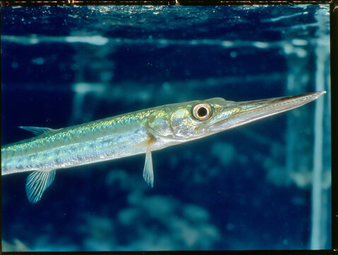 close-up underwater photograph of a viperfish with its elongated jaws and needle-like teeth, a photophore glowing near its mouth, against a dark blue deep-sea backdrop,