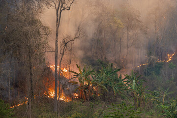 The biggest cause of forest loss is agricultural deforestation ,environmental damage in Southeast...