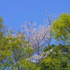 青空バックに見る満開の桜と新緑の若葉のコラボ情景