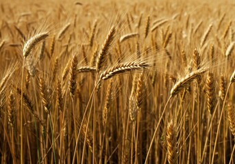 Fototapeta premium Golden wheat field close up view on white background on transparent background