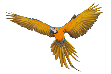 Colorful flying Blue and Gold Macaw parrot isolated on transparent background png file