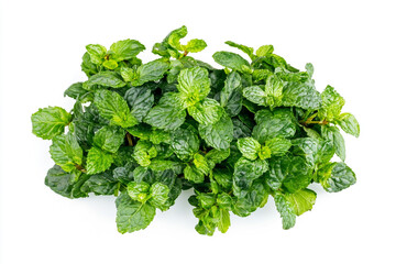 Obraz premium Fresh Green Mint Leaves Herbal Plant Ingredient