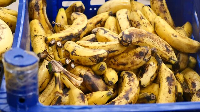 Bananas stored in a blue crate at a market in the afternoon