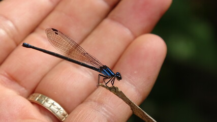 dragon fly