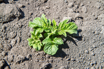 A young potato bush in the field. Fresh potato shoots in a vegetable garden.