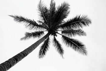 flawless visual of low angle shot of a tall palm tree under a clear sky