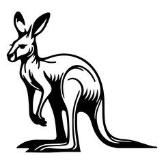 kangaroo vector illustration
