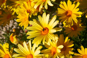 Beautiful dandelion background, yellow flowers is blooming in the garden