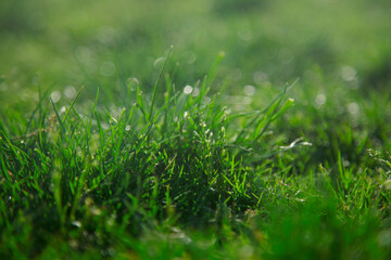 Green Grass