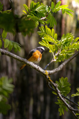 Common redstart, Phoenicurus phoenicurus. A bird sits on a tree branch
