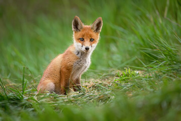 Cute young red fox ( Vulpes vulpes )