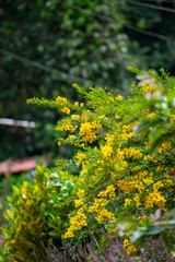 yellow flowers in the forest