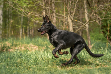 A black and tan German shepherd puppy is running swiftly through the forest. Green grass and trees around