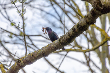 A starling perches on a branch holding nesting material in its beak. Bird with dry leaves in beak, close-up low angle, spring nesting action, soft light, quiet forest setting.