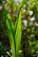close up of green leaves