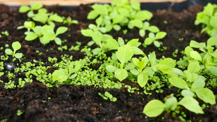 Seedlings close-up in a wooden box, growing flowers, first sprouts, soil