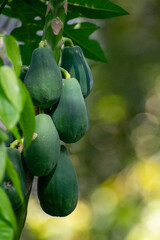 fresh papaya on tree