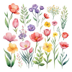 Collection of watercolor spring flowers transparent background
