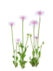 モモイロタンポポ　5月撮影