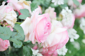 薔薇の花