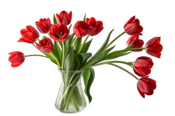 A spring bouquet of red tulips blossoms in a glass vase, a beautiful floral gift
