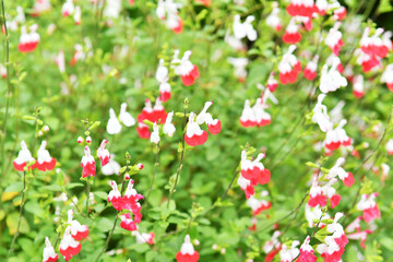 Fototapeta premium 花壇の花